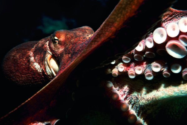 Kraken сайт kraken clear com